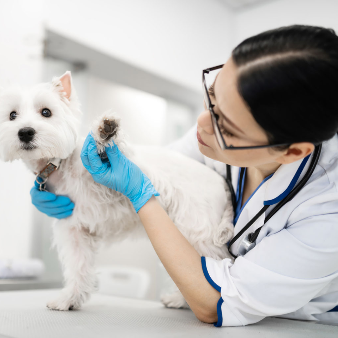 A veterinarian in glasses and blue gloves examining the paw of a white West Highland Terrier