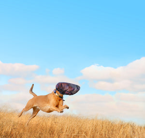 Dog leaping through a field with a blue sky backdrop, wearing a OutFox head cone